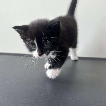 Rescue Domestic Short Hair Cats for Adoption in Nashville, Georgia - Phantom | PetCurious