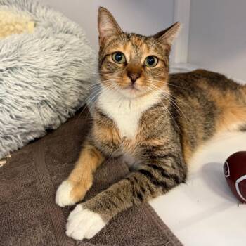 Serendipity -  Domestic Short Hair Cat for Adoption in Sarasota, Florida - Serendipity | PetCurious