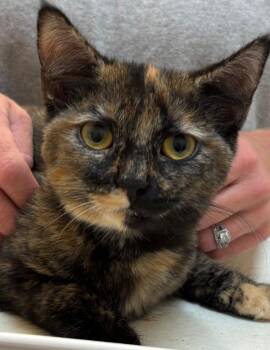 KHALEE -  Domestic Short Hair Cat for Adoption in Elizabethton, Tennessee - KHALEE | PetCurious