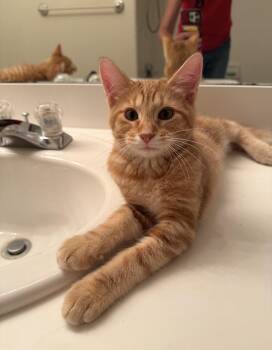 Thomas -  Domestic Short Hair Cat for Adoption in Walled Lake, Michigan - Thomas | PetCurious
