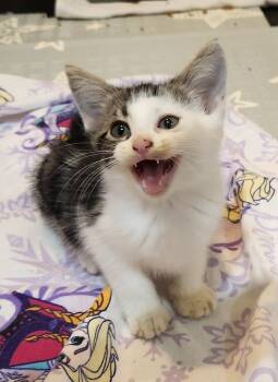 Rescue Domestic Short Hair Cats for Adoption in Wheaton, Illinois - Slinky | PetCurious