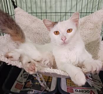 Domestic Medium Hair Cats Available for Adoption - Marshmellow | PetCurious