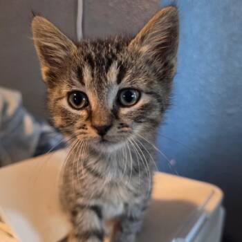 Rocket C11618 -  Domestic Short Hair Cat for Adoption - Rocket C11618 | PetCurious