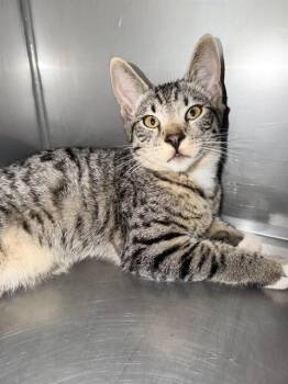 WAFFLE* -  Domestic Short Hair Cat for Adoption in Santa Cruz, California - WAFFLE* | PetCurious