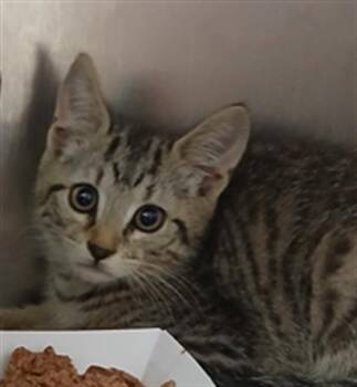 Domestic Short Hair Cats Available for Adoption in Jacksonville, Florida - DARREN | PetCurious