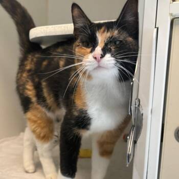 Ukulele -  Domestic Short Hair Cat for Adoption in Naperville, Illinois - Ukulele | PetCurious