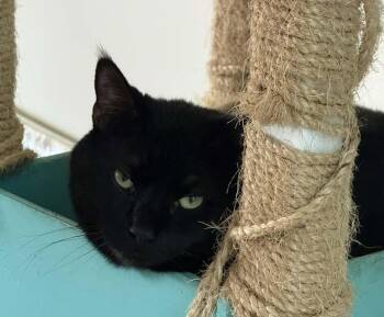 Boo -  Domestic Short Hair Cat for Adoption in Delran, New Jersey - Boo | PetCurious