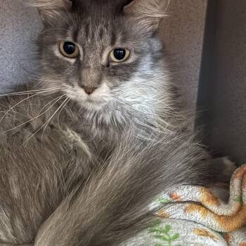 Henrietta -  Domestic Long Hair Cat for Adoption in Grass Valley, California - Henrietta | PetCurious