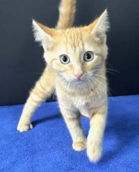 Domestic Short Hair Cats Available for Adoption in Hawk Point, Missouri - Cardinals | PetCurious