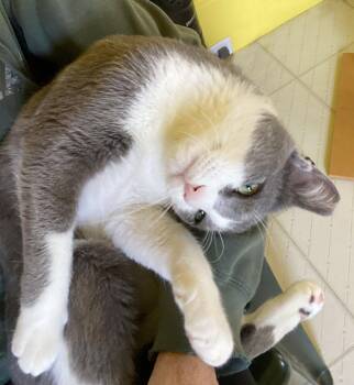 Domestic Short Hair Cats Available for Adoption in Alameda, California - Enzo | PetCurious