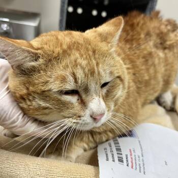 Domestic Short Hair Cats Available for Adoption in Reno, Nevada - Pete | PetCurious