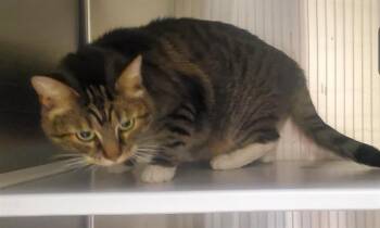 Domestic Short Hair Cats Available for Adoption in St. Louis, Missouri - TIGGER | PetCurious