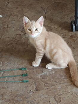 Rescue Domestic Short Hair Cats for Adoption in St. Peters, Missouri - Calvin | PetCurious