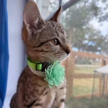 Canela Gato -  Tabby and Domestic Short Hair Cat for Adoption in Friendswood, Texas - Canela Gato | PetCurious