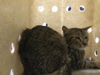 ROSIE -  Domestic Short Hair Cat for Adoption in Thousand Palms, California - ROSIE | PetCurious