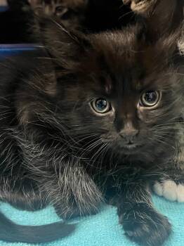 Vaya -  Domestic Medium Hair Cat for Adoption in Cottonwood, Arizona - Vaya | PetCurious