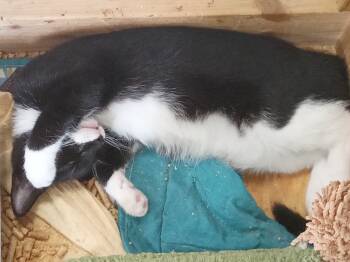 Rescue Domestic Short Hair Cats for Adoption in Crescent City, Florida - Boots | PetCurious