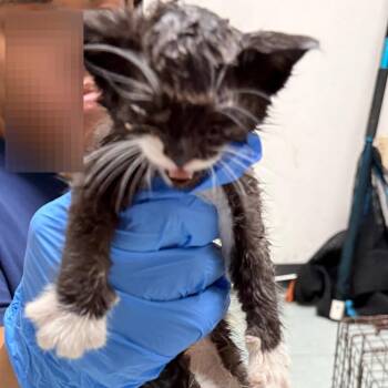 Eclair -  Domestic Short Hair Cat for Adoption in Philadelphia, Pennsylvania - Eclair | PetCurious