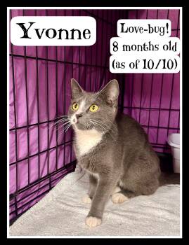 Rescue Domestic Short Hair Cats for Adoption in Greenville, Delaware - Yvonne (FCID#9/19/2025-107) | PetCurious