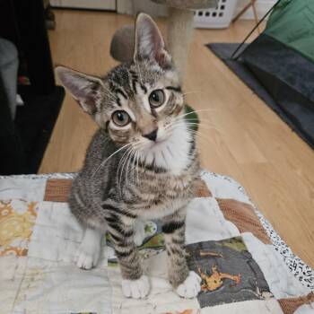 Honda -  Domestic Short Hair Cat for Adoption in Melbourne, Florida - Honda | PetCurious