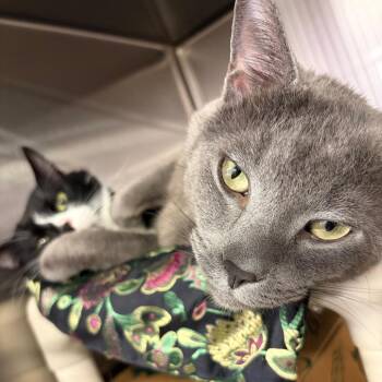 Pocoyo -  Domestic Short Hair and Mixed Breed Cat for Adoption in Ashtabula, Ohio - Pocoyo | PetCurious