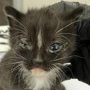 Sienna -  Domestic Short Hair Cat for Adoption in Las Cruces, New Mexico - Sienna | PetCurious
