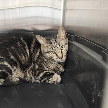 Domestic Short Hair Cats Available for Adoption in Clearwater, Florida - Polly | PetCurious