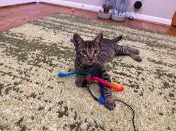 DC -  Domestic Short Hair Cat for Adoption in Cincinnati, Ohio - DC | PetCurious