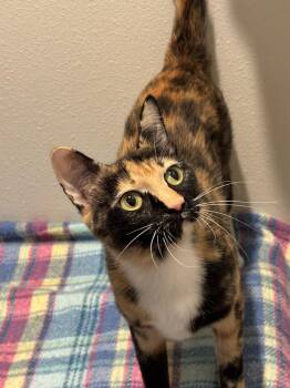 Argentina -  Domestic Short Hair and Calico Cat for Adoption in Dallas, Texas - Argentina | PetCurious