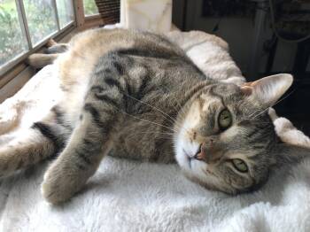 Domestic Short Hair Cats Available for Adoption in Orlando, Florida - Snapdragon | PetCurious