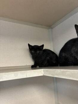 STORMY -  Domestic Short Hair Cat for Adoption in Cookeville, Tennessee - STORMY | PetCurious