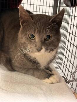 Domestic Short Hair Cats Available for Adoption - RALFIE | PetCurious