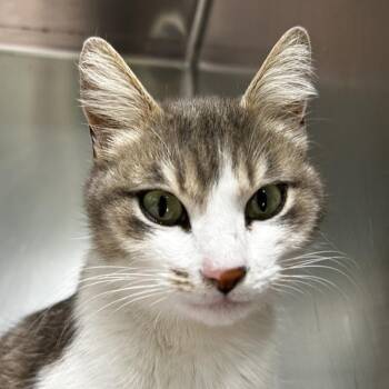 Dixie -  Domestic Short Hair Cat Available for Adoption in Leander, Texas - Dixie | PetCurious