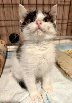 Mira -  Domestic Short Hair Cat for Adoption in Rootstown, Ohio - Mira | PetCurious