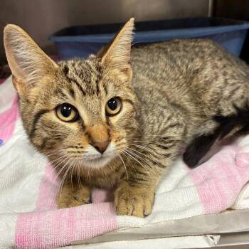 Henry -  Domestic Short Hair Cat for Adoption in Austin, Texas - Henry | PetCurious