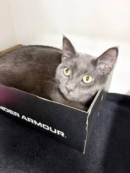 Titus -  Domestic Short Hair Cat for Adoption in Rochester, Indiana - Titus | PetCurious