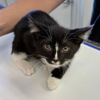 Ellie_2 -  Domestic Short Hair Cat for Adoption in Morganfield, Kentucky - Ellie_2 | PetCurious