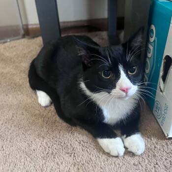 Levi -  Domestic Short Hair Cat for Adoption in Hamilton, Michigan - Levi | PetCurious