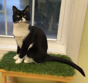 Domestic Short Hair Cats Available for Adoption - Rue  | PetCurious