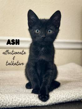 Domestic Short Hair Cats Available for Adoption in Sonora, California - Ash | PetCurious