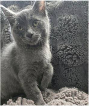 Rosalie -  Domestic Short Hair Cat for Adoption in Eugene, Oregon - Rosalie | PetCurious