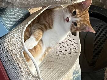 Rescue Domestic Short Hair Cats for Adoption in Mount Airy, Maryland - Lots Of Kittens | PetCurious