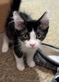 Tippy -  Domestic Short Hair Cat for Adoption in Homer Glen, Illinois - Tippy | PetCurious