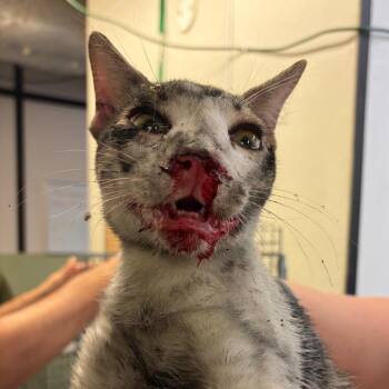 Herbie -  Domestic Short Hair Cat for Adoption in Lake Jackson, Texas - Herbie | PetCurious