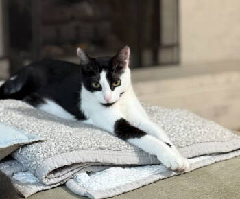 Rescue Domestic Short Hair Cats for Adoption in Broomall, Pennsylvania - Cassandra | PetCurious