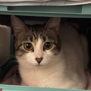Sherbert -  Domestic Long Hair Cat for Adoption in Edwardsville, Illinois - Sherbert | PetCurious