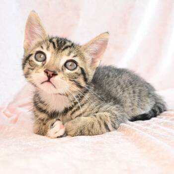 Domestic Short Hair Cats Available for Adoption in Mobile, Alabama - Jimbo | PetCurious