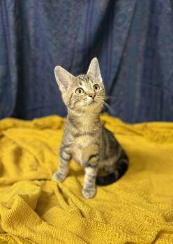 Thumbelina -  Domestic Short Hair Cat for Adoption in Upper Sandusky, Ohio - Thumbelina | PetCurious