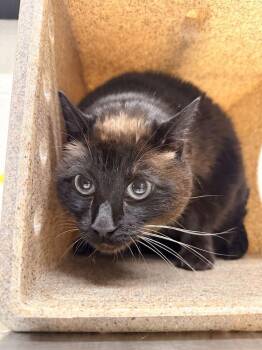 Pawlie -  Domestic Medium Hair Cat for Adoption in Fruit Heights, Utah - Pawlie | PetCurious