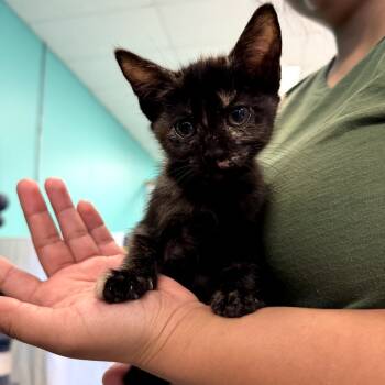 Rescue Domestic Short Hair Cats for Adoption in Lake Jackson, Texas - Folsom | PetCurious